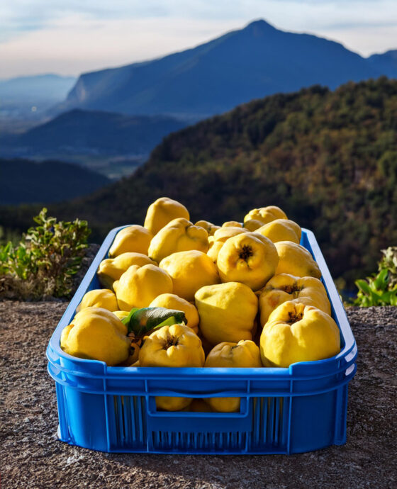 Frutos de Membrillo