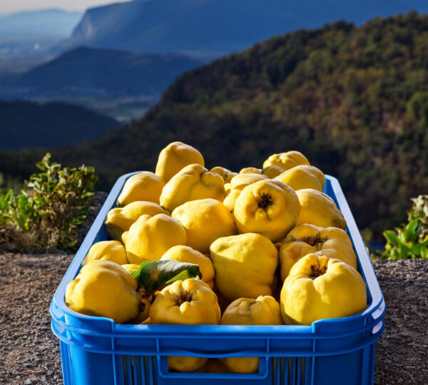 Frutos de Membrillo